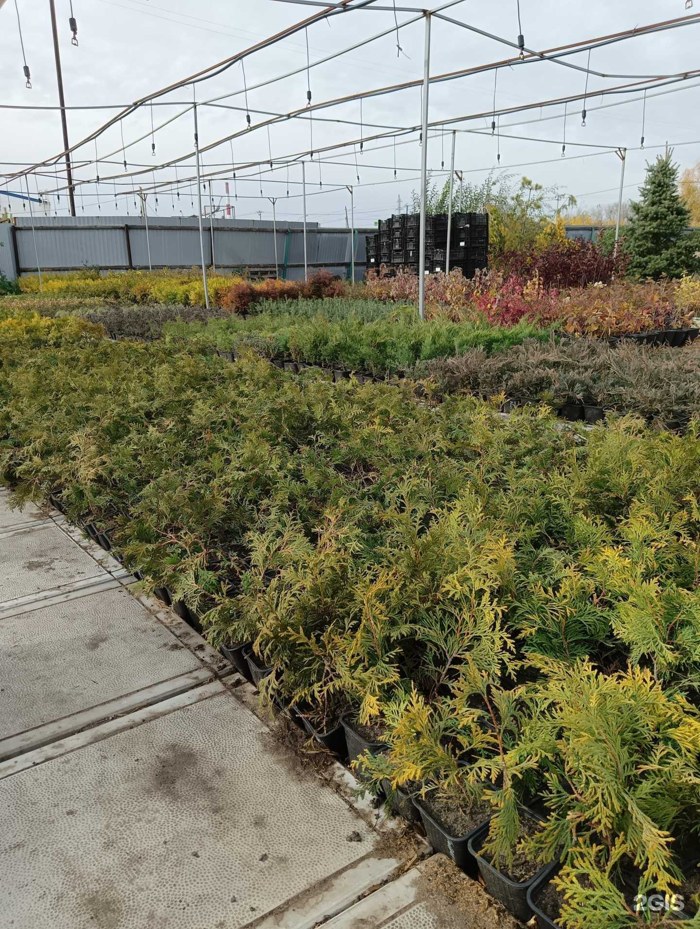 Отзывы на компанию Кипарис в Омске c фото