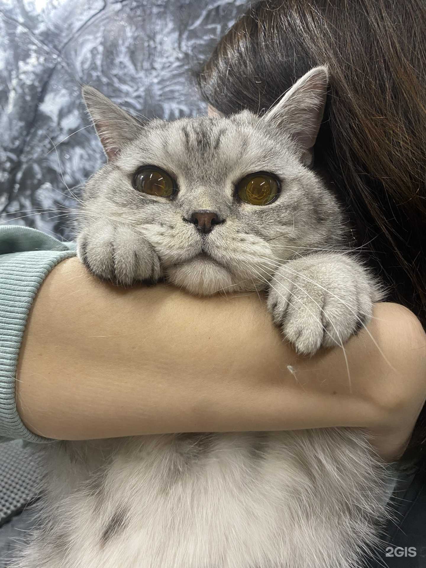 Отзывы на компанию От ушей до хвоста в Туле c фото