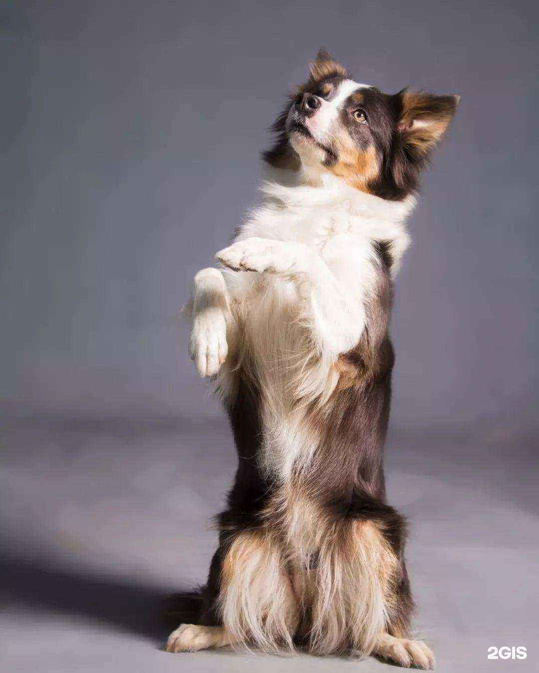 Отзывы на компанию Барбосик в г. Псков c фото