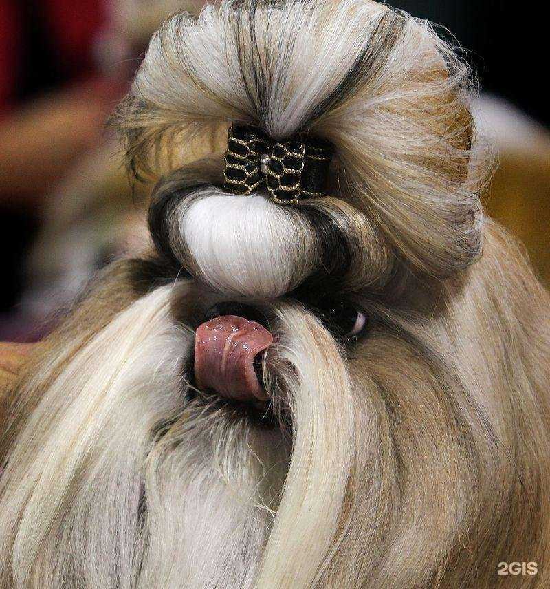 Отзывы на компанию Фабрика груминга в Истре c фото