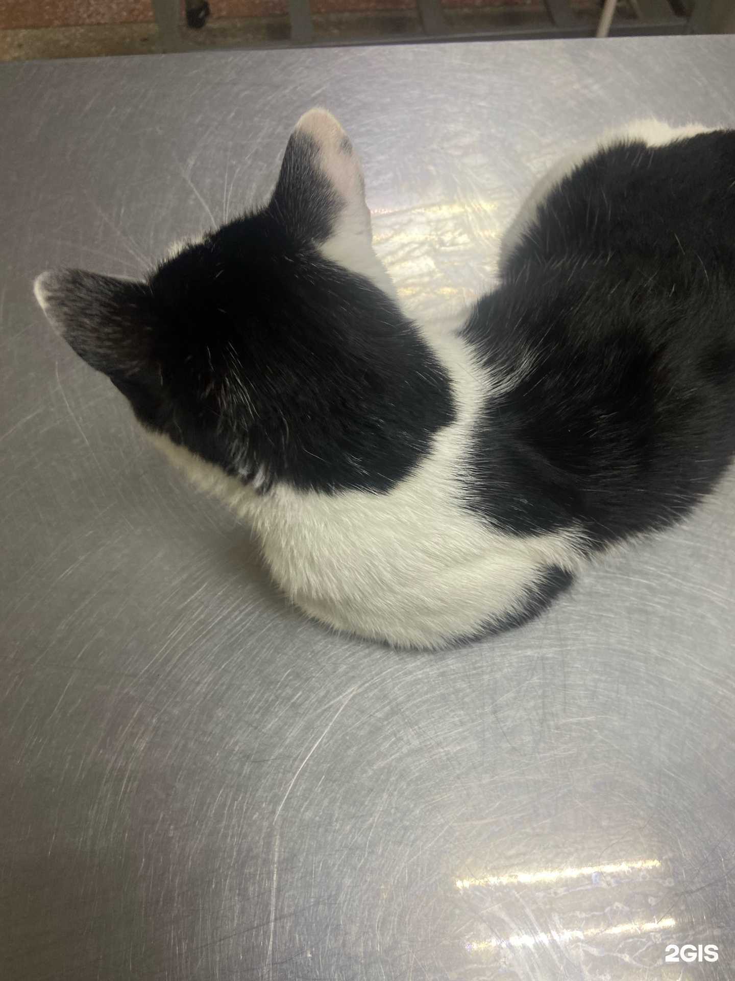 Отзывы на компанию КорВет в г. Белгород c фото