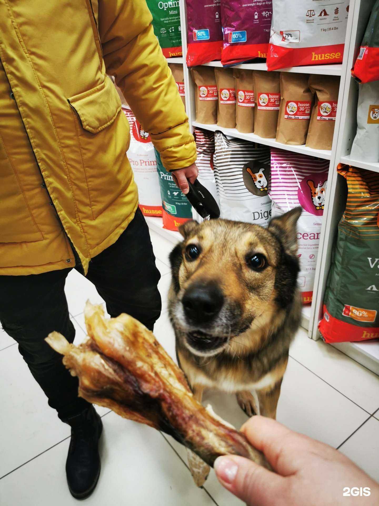 Отзывы на компанию Искренний зоомагазин Хуссе в г. Архангельск c фото