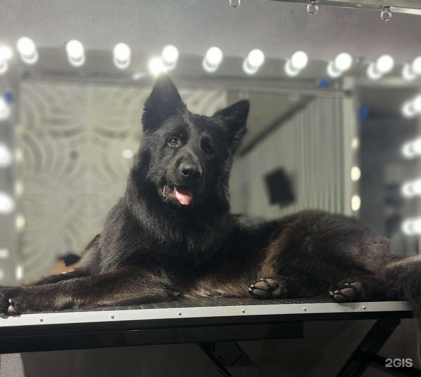 Отзывы на компанию Альфа Грум  в Хабаровске c фото