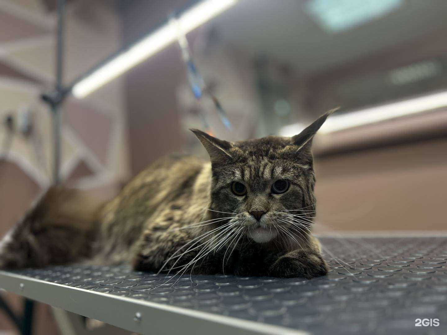 Отзывы на компанию ProDog в г. Новокузнецк c фото