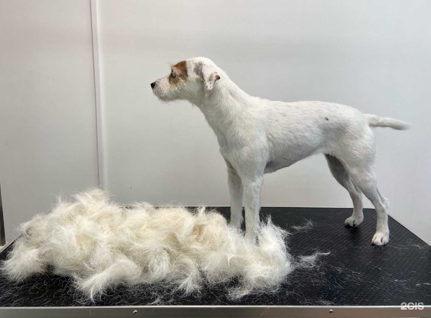 Отзывы на компанию City Groom в Тольятти c фото