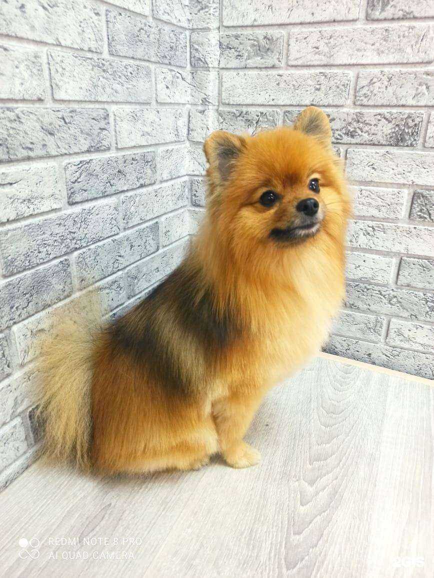 Отзывы на компанию Sofa в г. Новокузнецк c фото