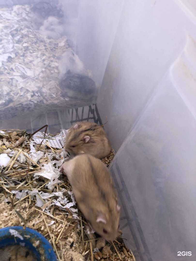 Отзывы на компанию Zoo shop в г. Челябинск c фото