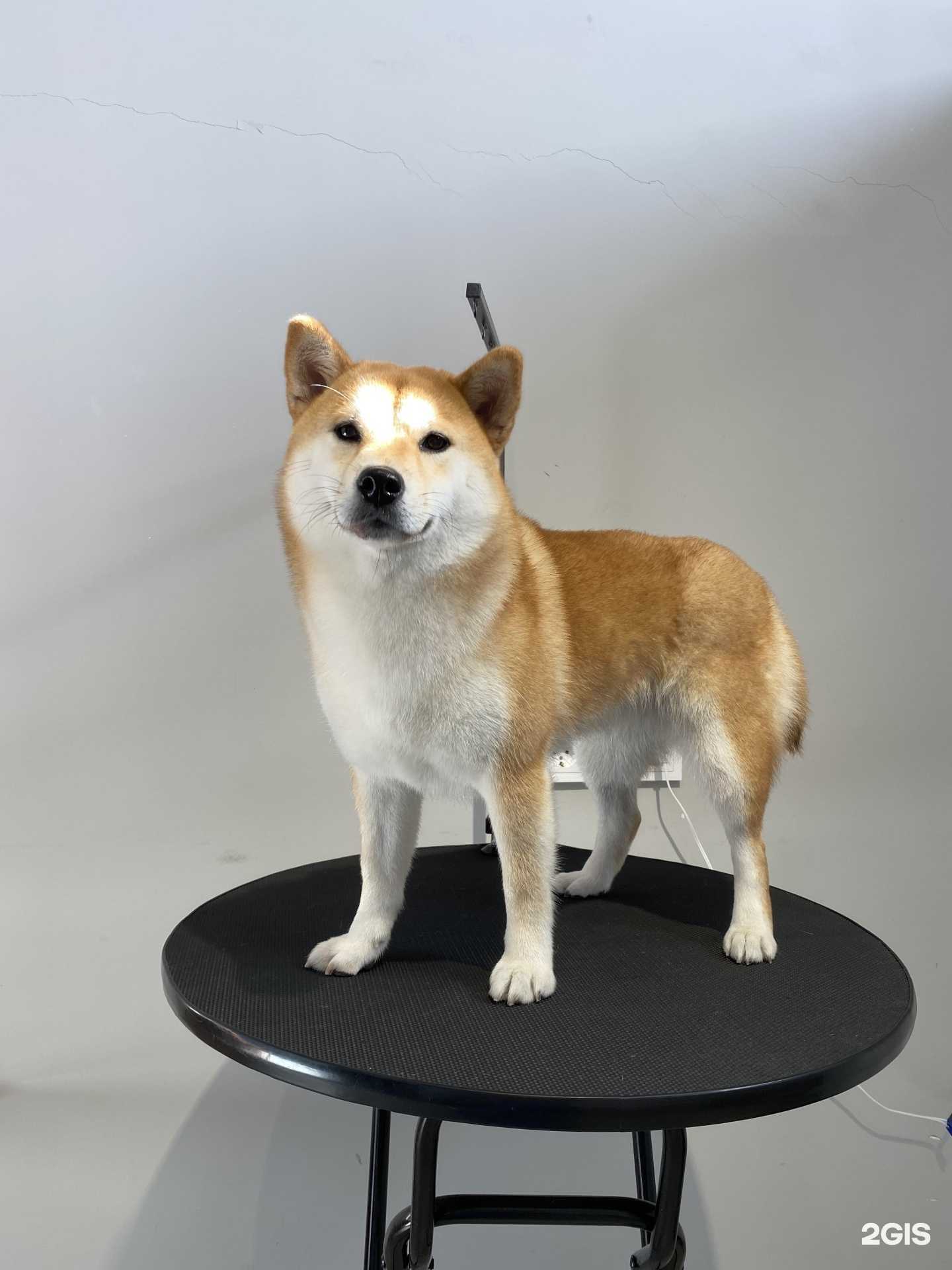 Отзывы на компанию Barber Dog в Якутске c фото