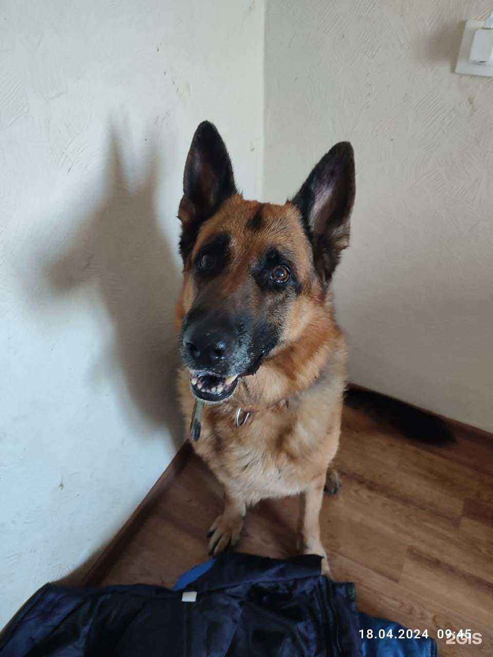 Отзывы на компанию Счастливый хвост в Кемерове c фото