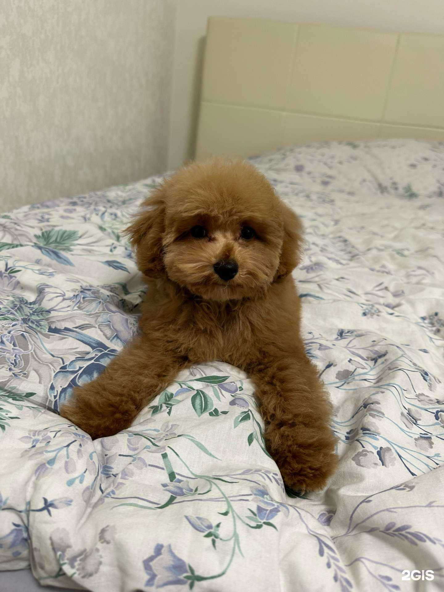 Отзывы на компанию DogMyp в г. Самара c фото