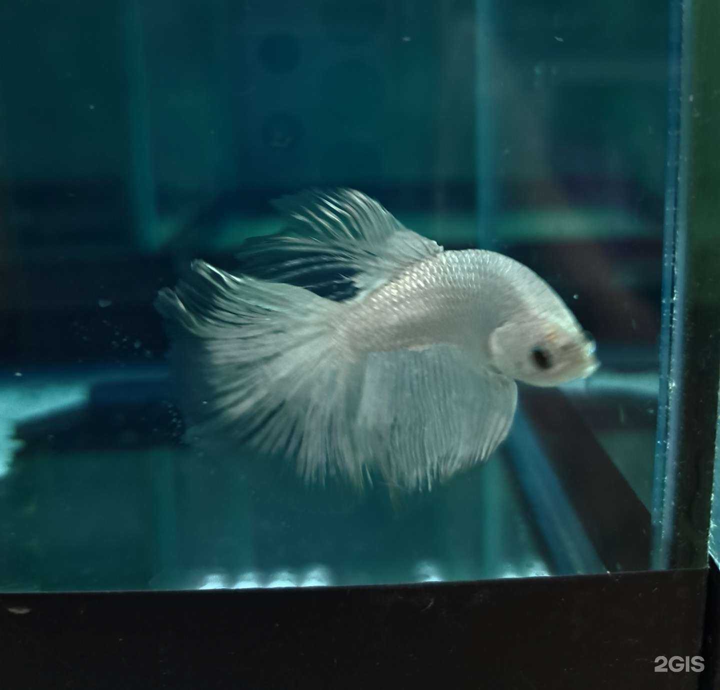 Отзывы на компанию Моя Стая в Хабаровске c фото