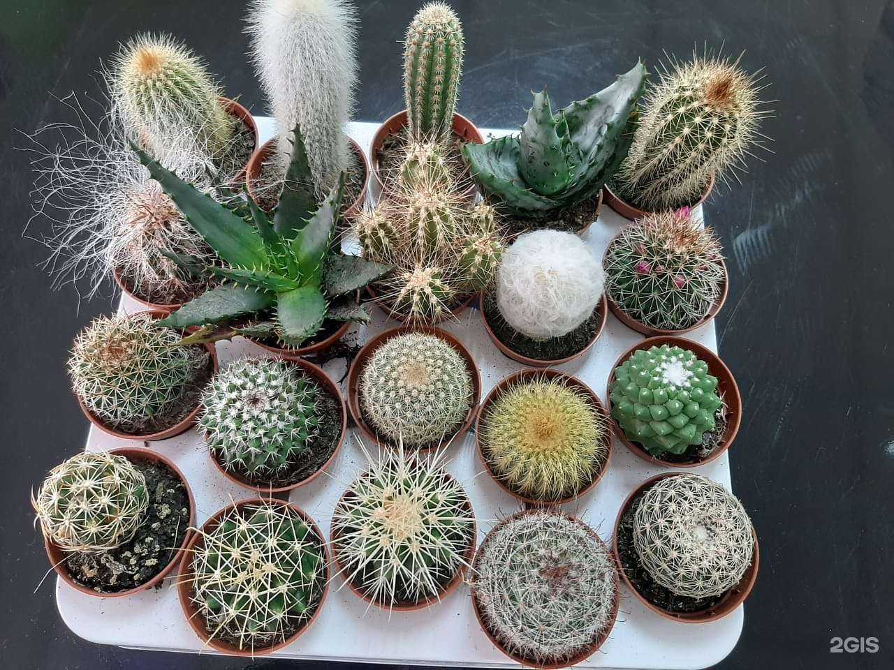 Отзывы на компанию Evelina flower-shop в Тамбове c фото