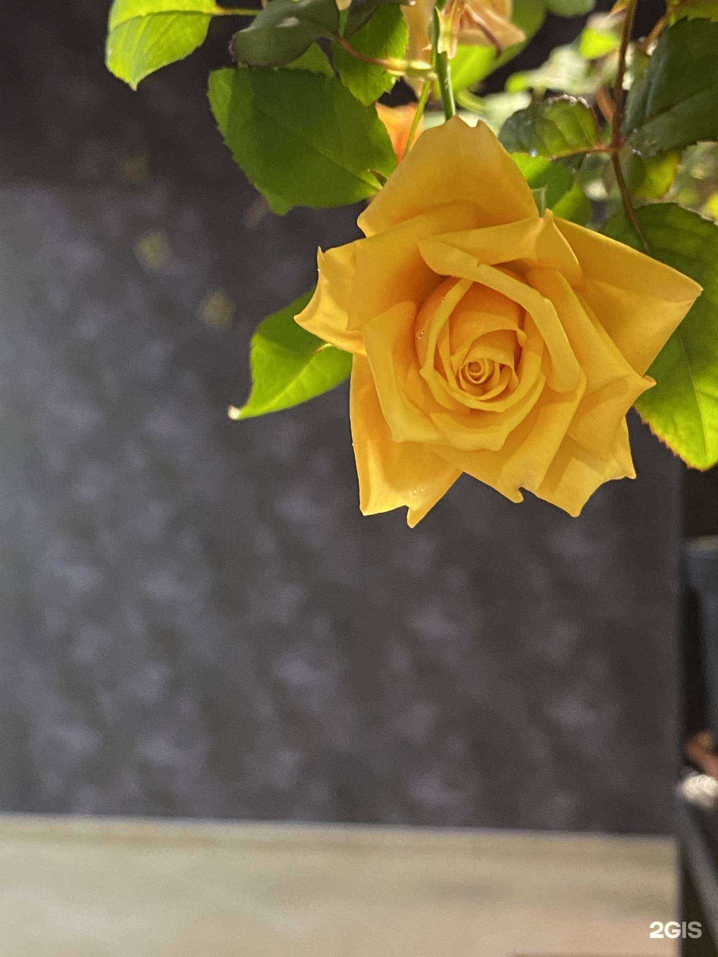 Отзывы на компанию Royal Rose  в г. Норильск c фото