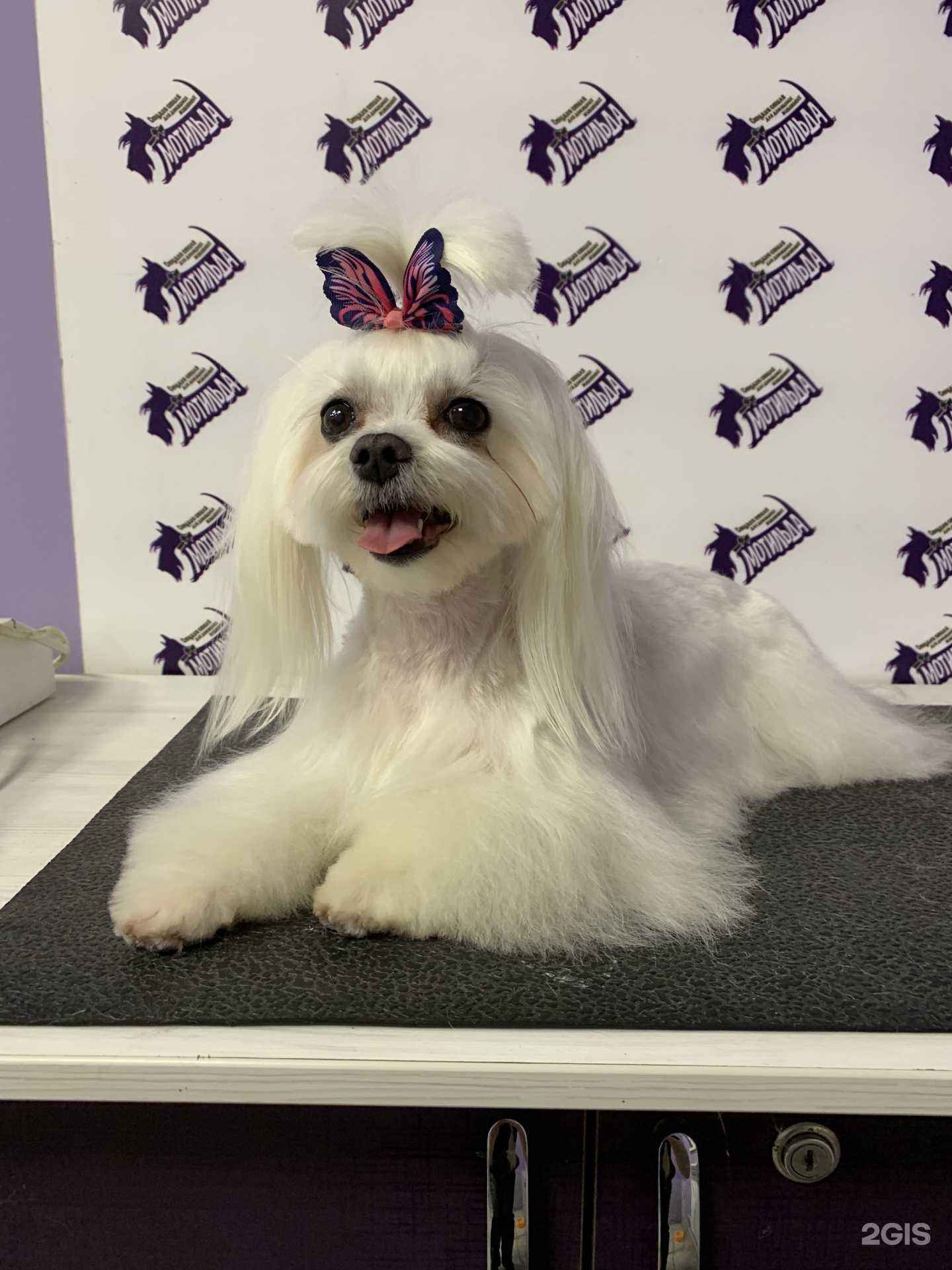 Отзывы на компанию Мотильда в Белгороде c фото