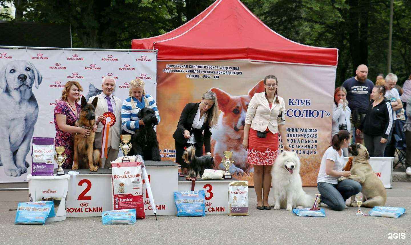 Отзывы на компанию Абсолют в Калининграде c фото