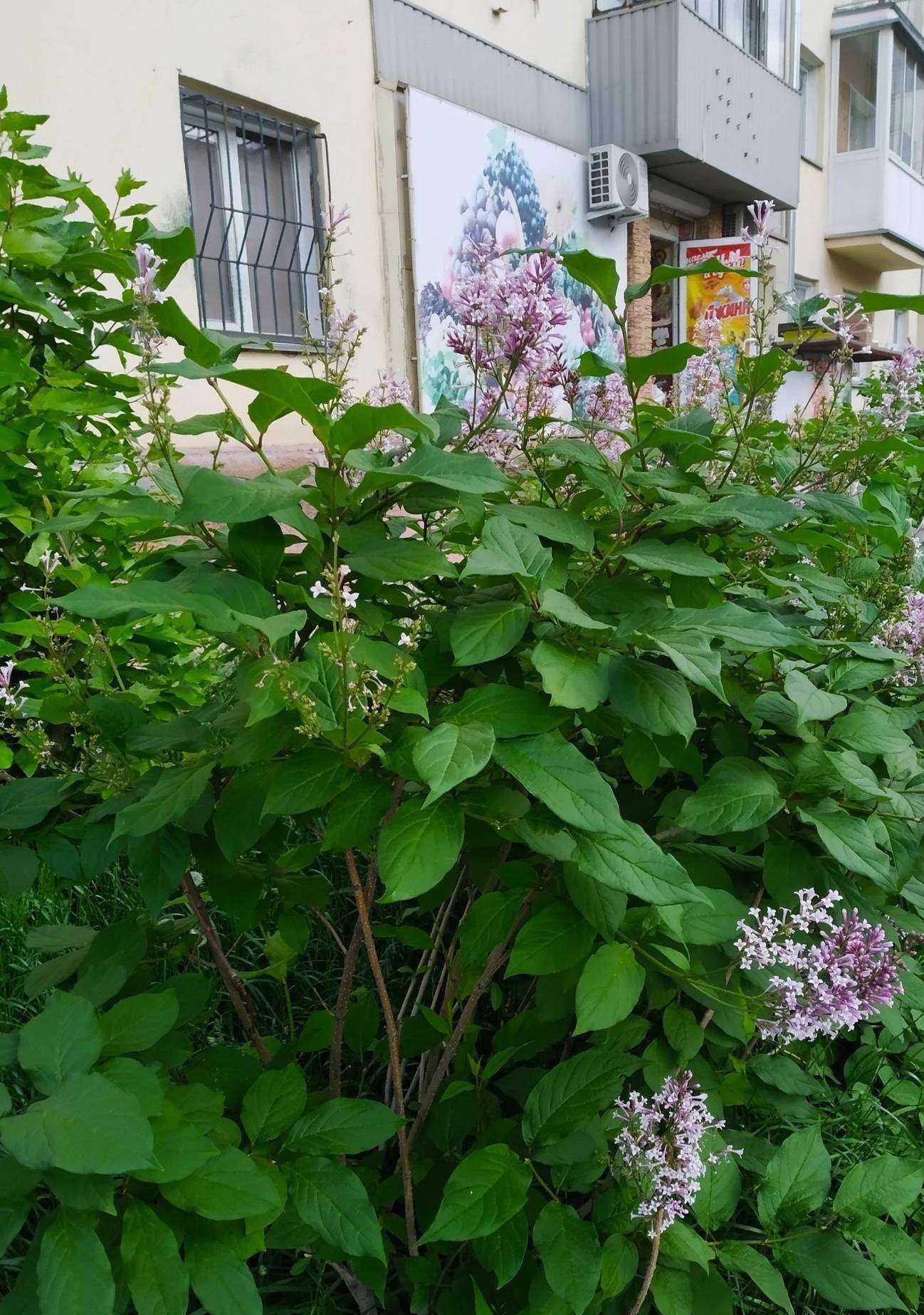 Отзывы на компанию Bikebis в Новосибирске c фото - фотография 2 из 2