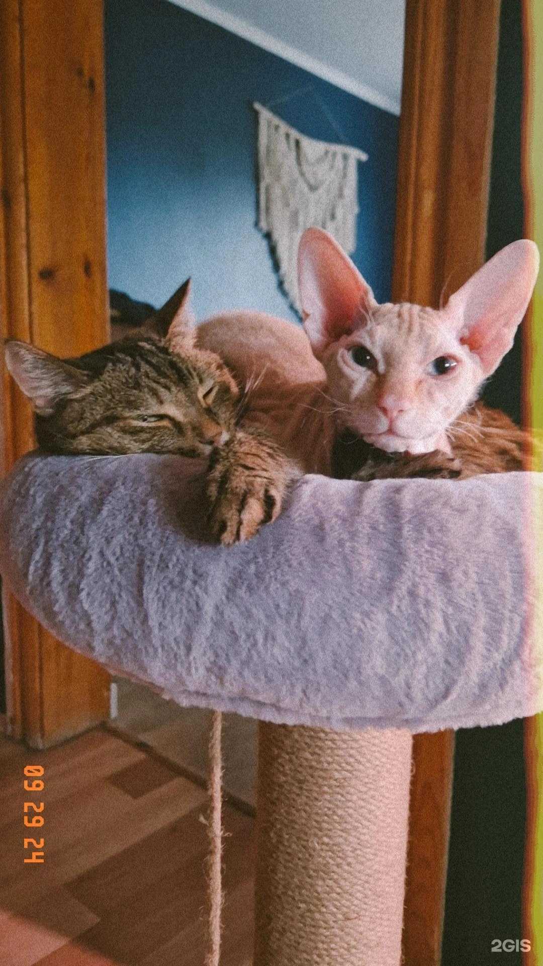 Отзывы на компанию Котопес в Кемерове c фото