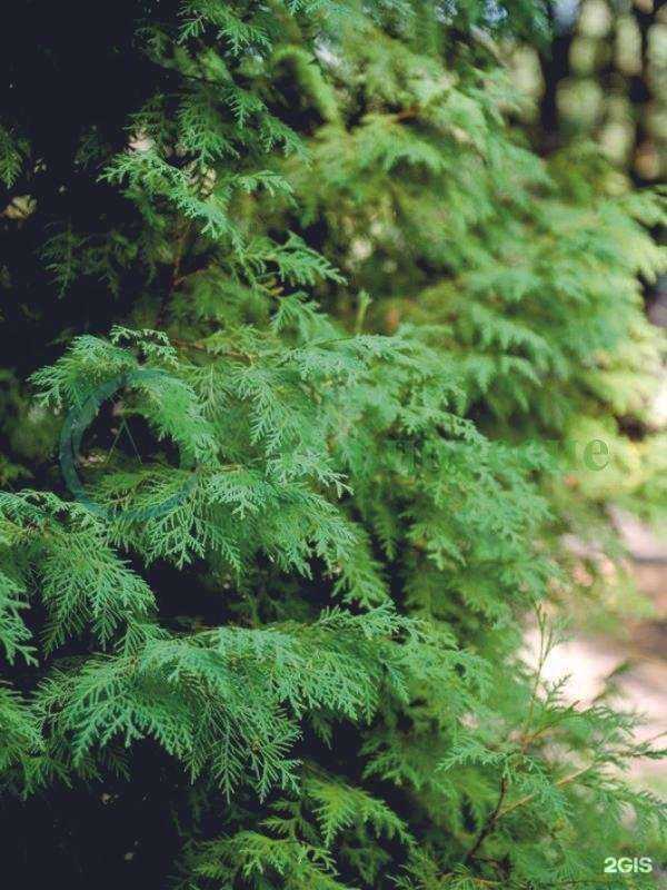 Отзывы на компанию МедЭлит в г. Ростов-на-Дону c фото