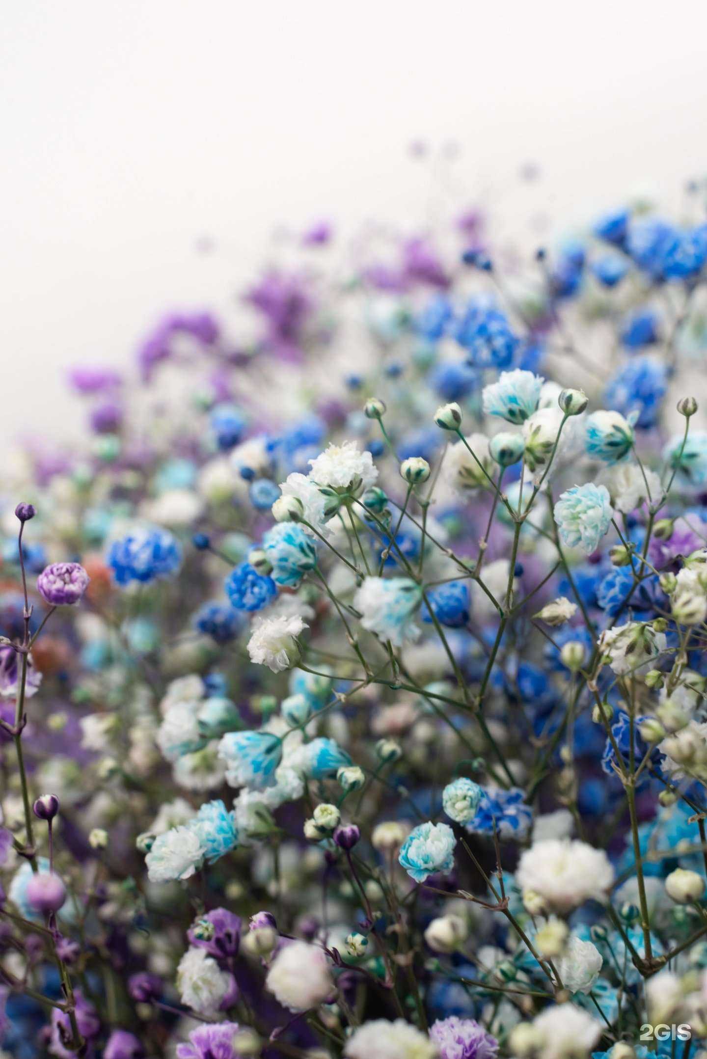 Отзывы на компанию Дом цветков в Заринске c фото