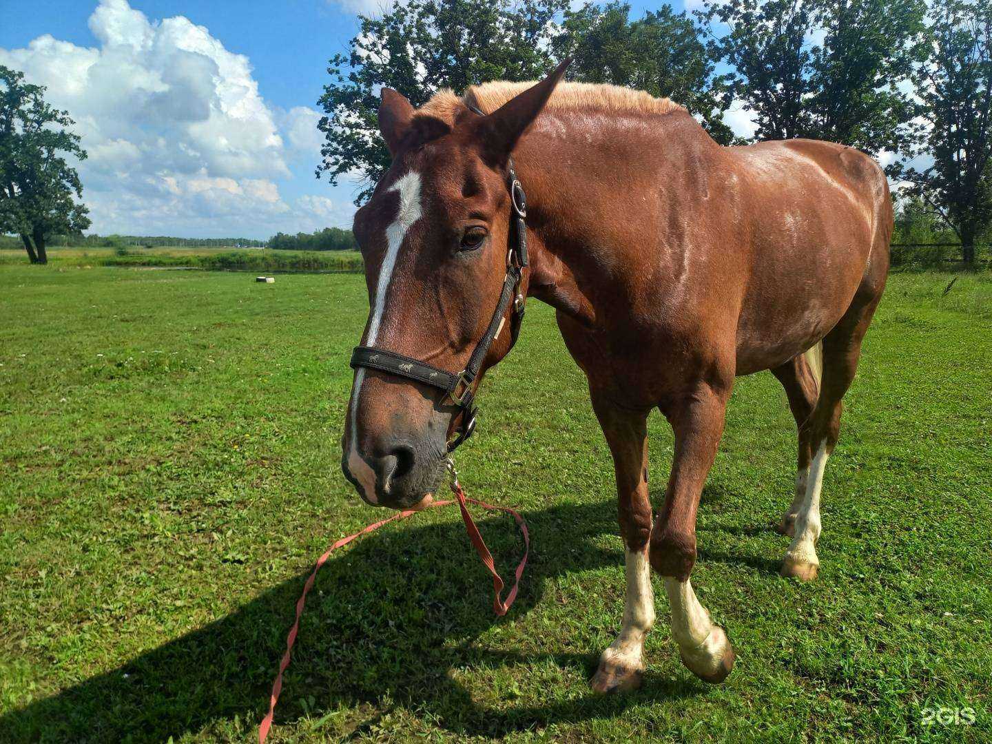 Отзывы на компанию Мустанг в Биробиджане c фото