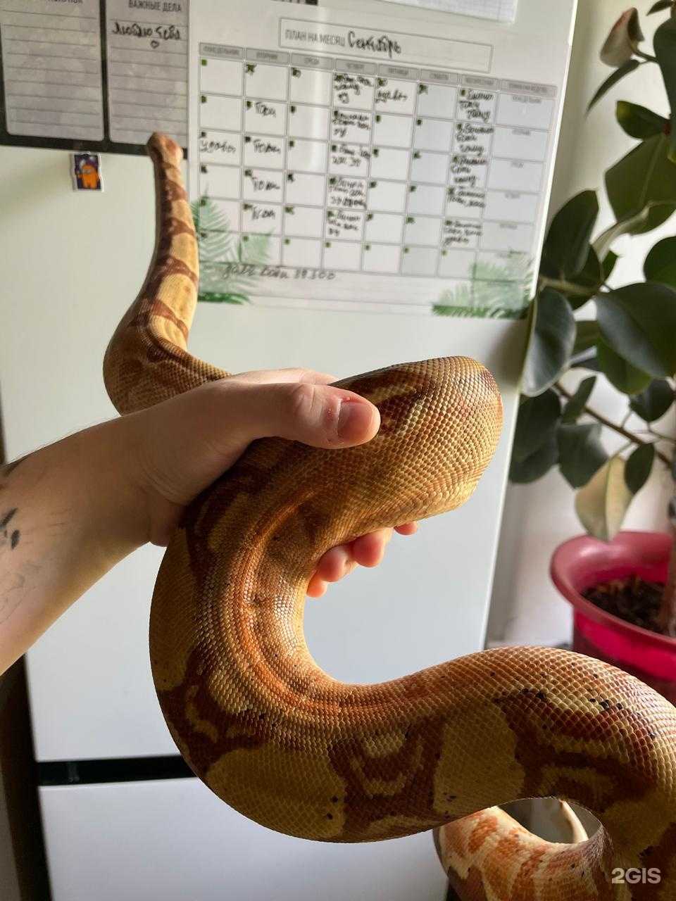 Отзывы на компанию Voron reptiles в г. Комсомольск-на-Амуре c фото