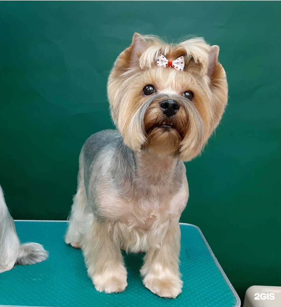 Отзывы на компанию Дрим Тим в г. Новосибирск c фото