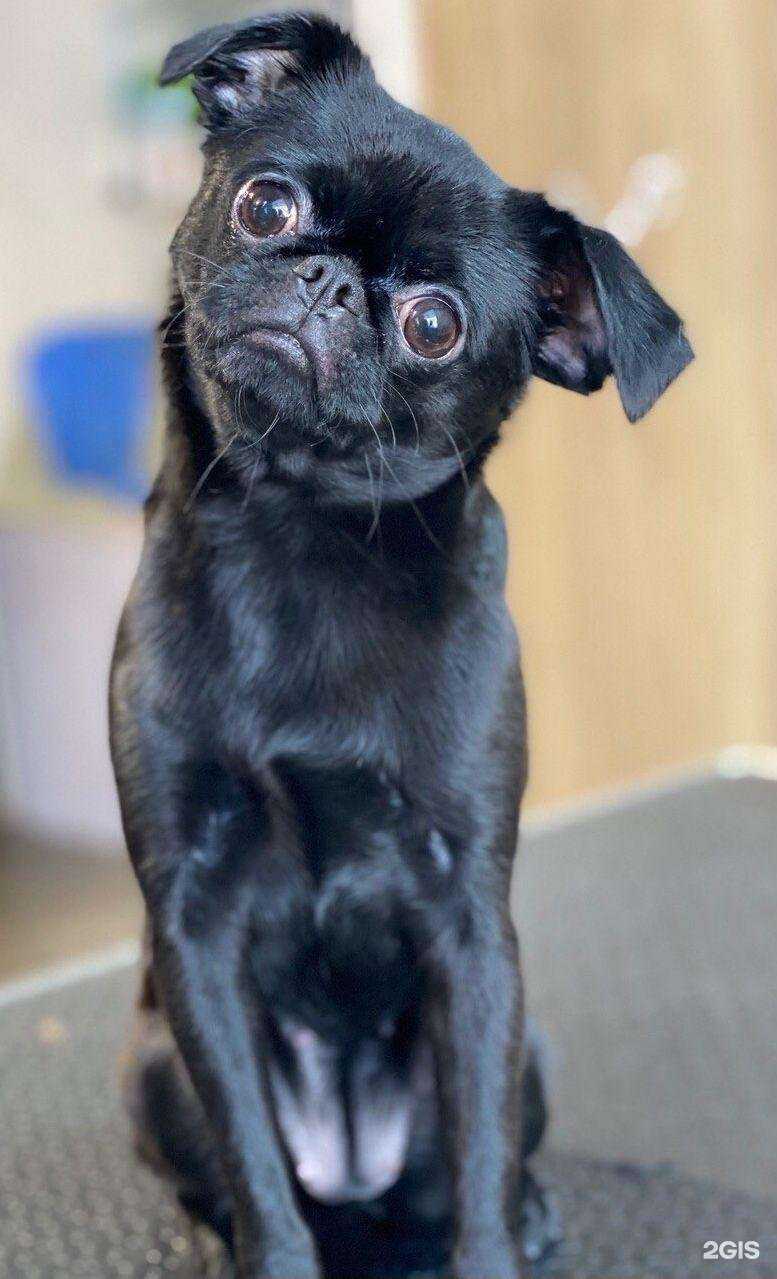 Отзывы на компанию Barberdog в Хабаровске c фото