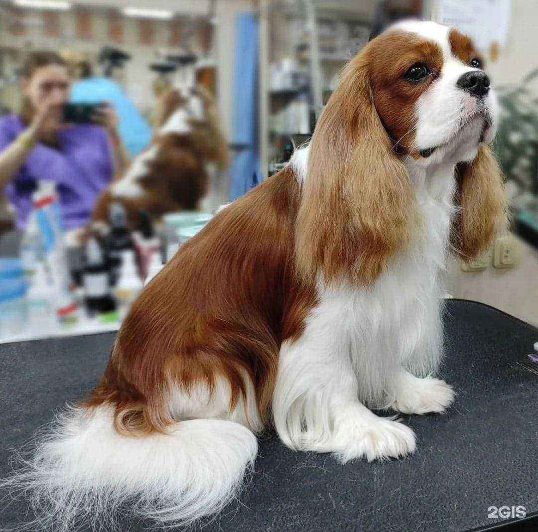 Отзывы на компанию Котёнок Гав в Новочебоксарске c фото