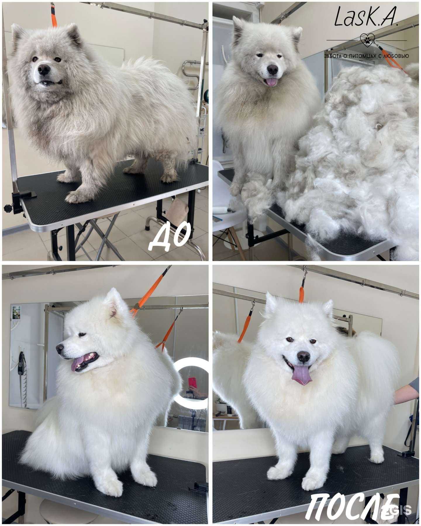 Отзывы на компанию Ласка в Архангельске c фото