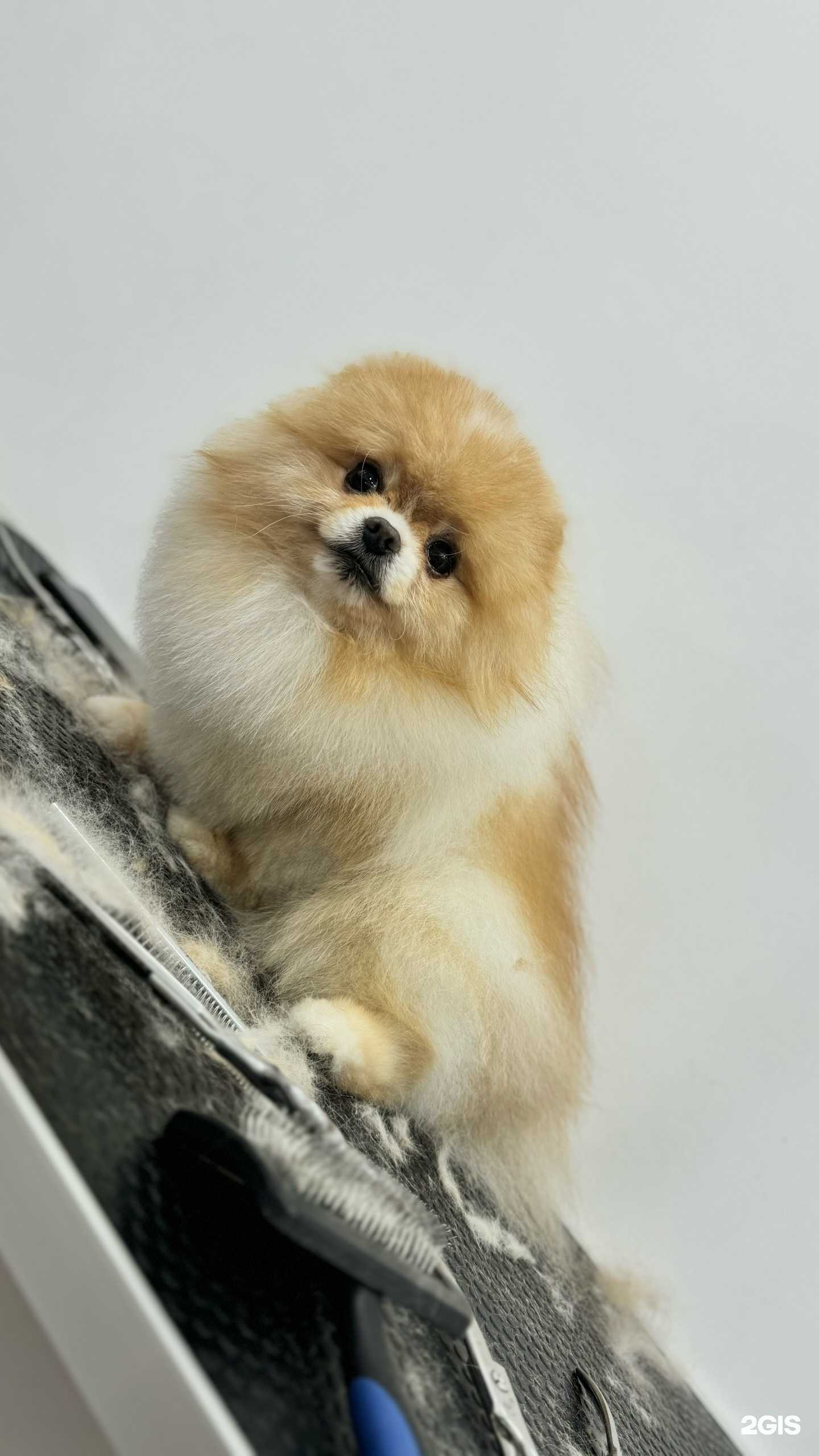 Отзывы на компанию Digroom в Кемерове c фото