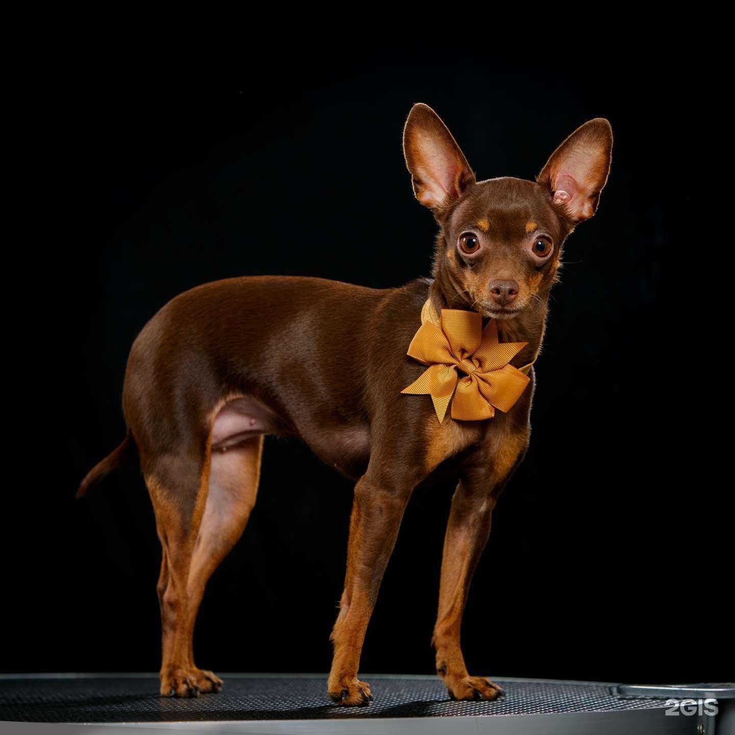 Отзывы на компанию Кот Моне в Отрадном c фото