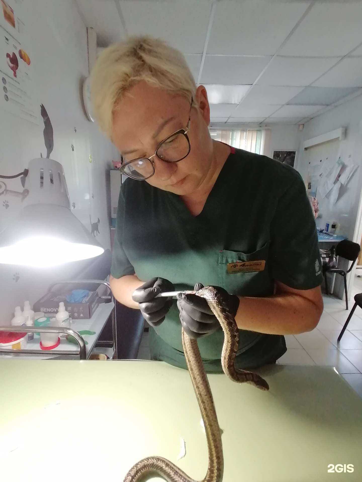 Отзывы на компанию 4 лапы в г. Рубцовск c фото