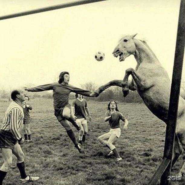 Отзывы на компанию Шорный дворъ Медвъдева в Кирове c фото