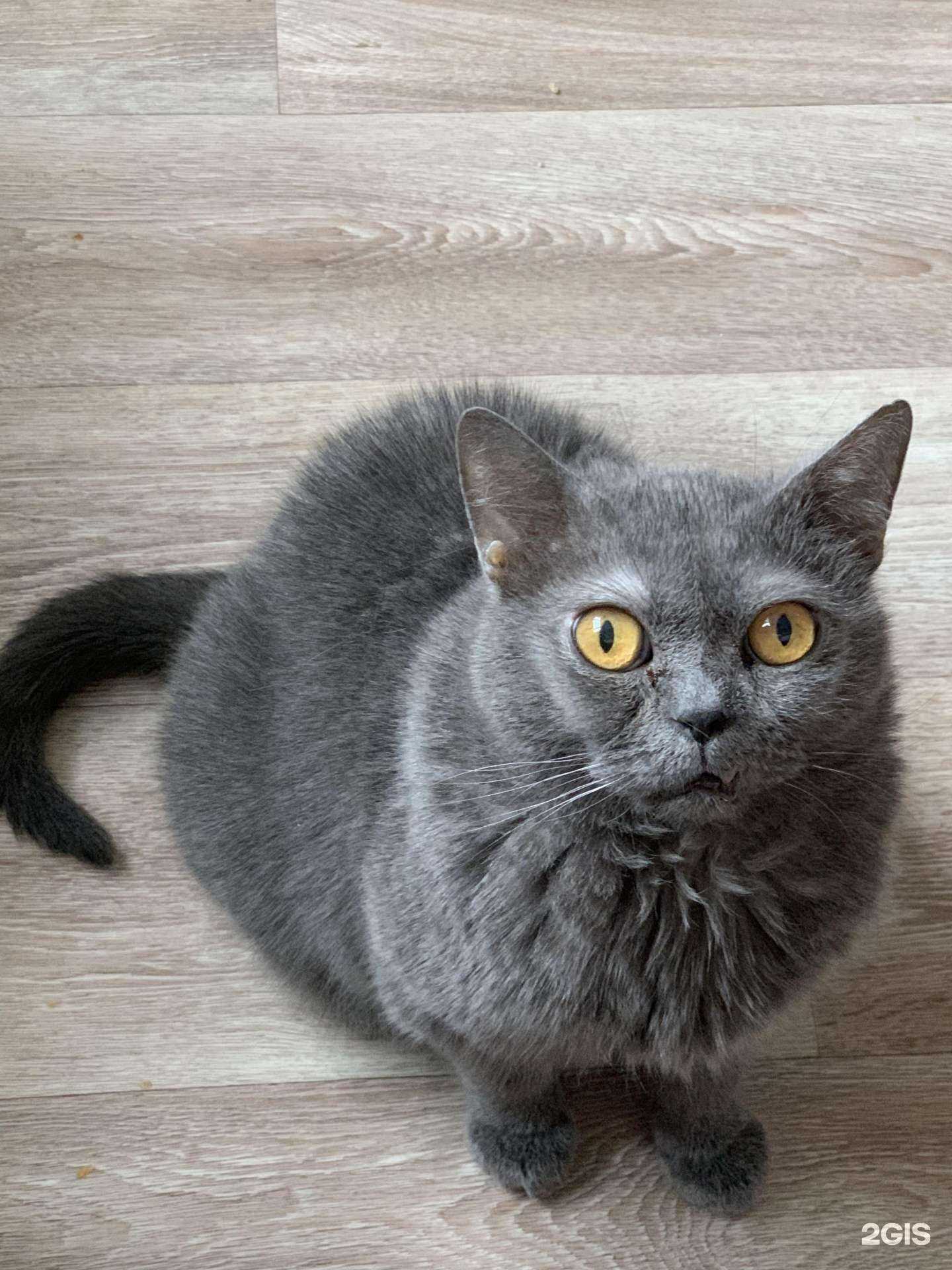 Отзывы на компанию Выездная ветеринарная помощь в г. Нижневартовск c фото