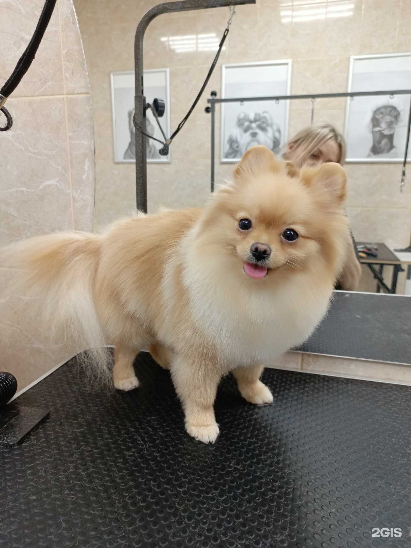 Отзывы на компанию Dog groom в Тюмени c фото