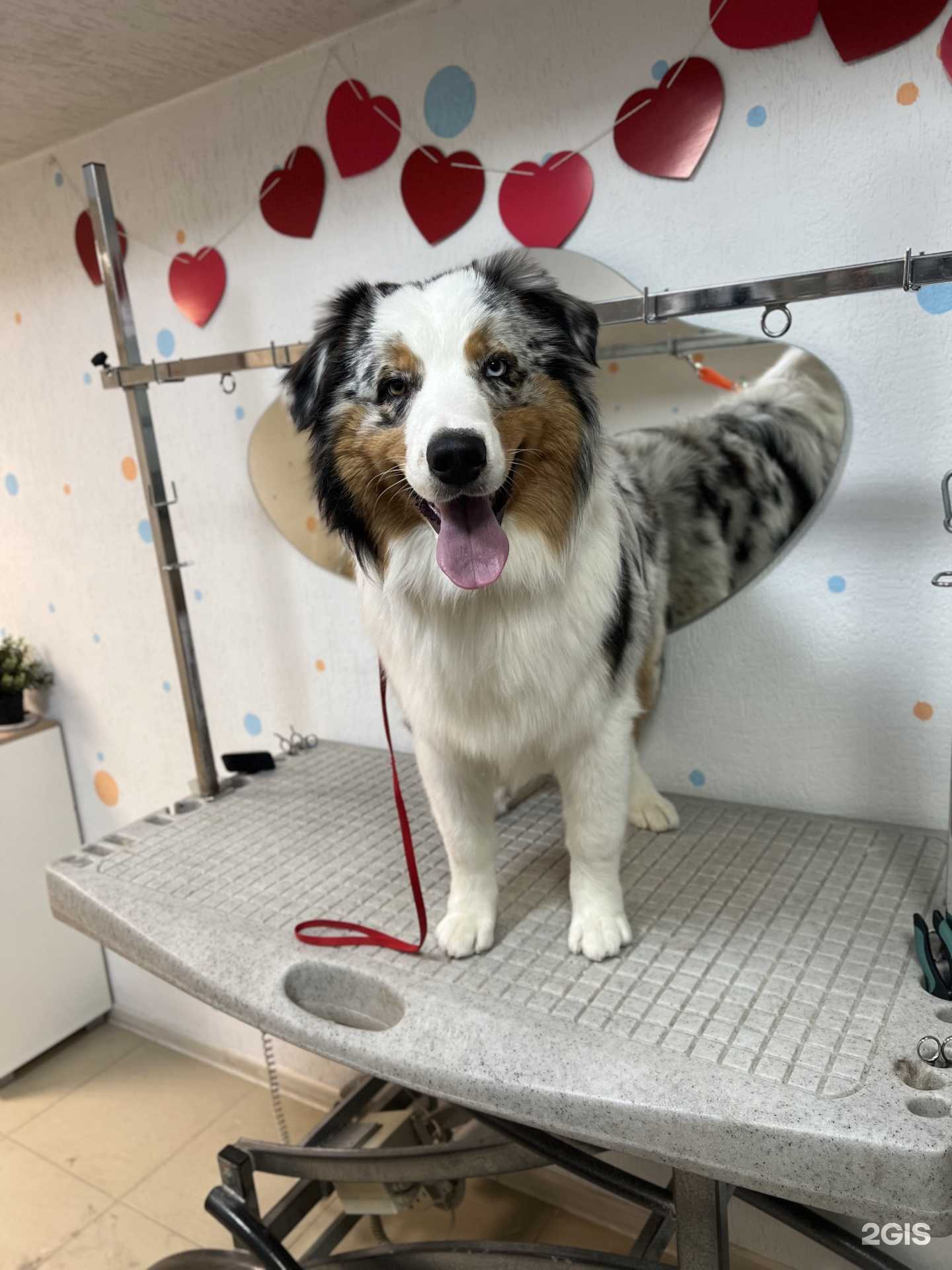 Отзывы на компанию Груминг как искусство в Новороссийске c фото