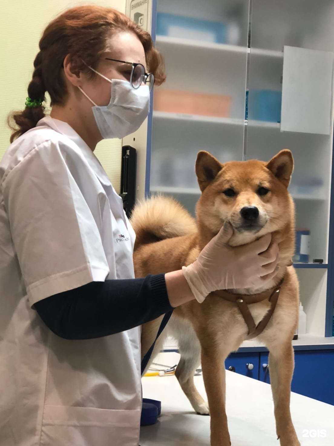 Отзывы на компанию CityVetplus в Твери c фото