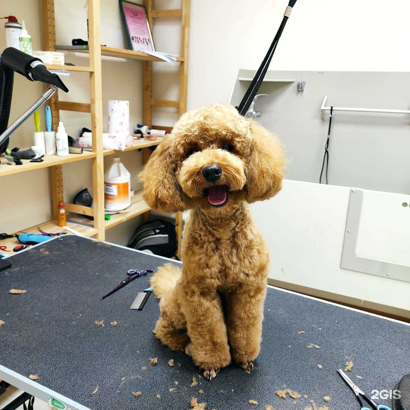 Отзывы на компанию Счастливый хвостик в Казани c фото