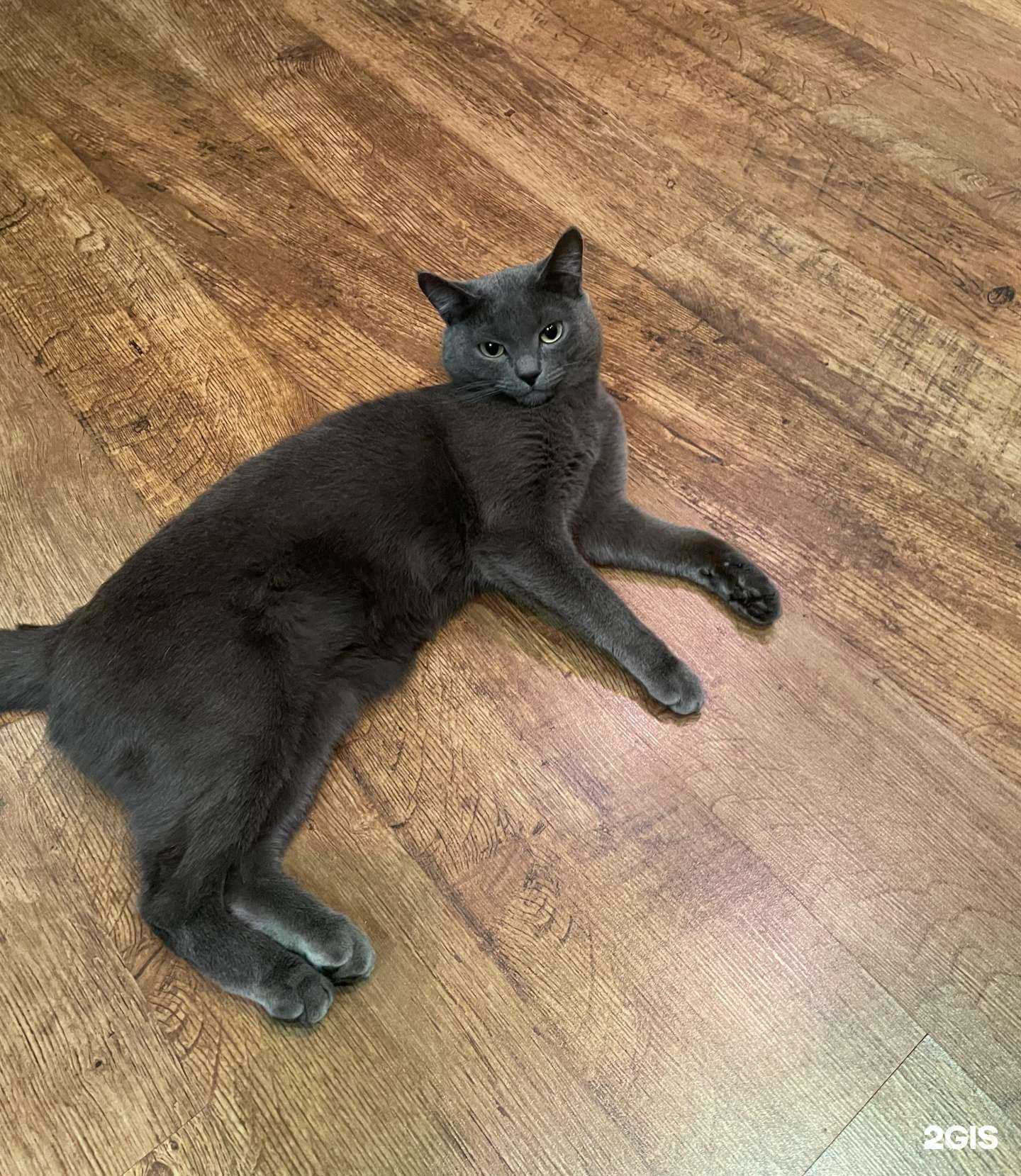 Отзывы на компанию Zooцентр легион в г. Абакан c фото