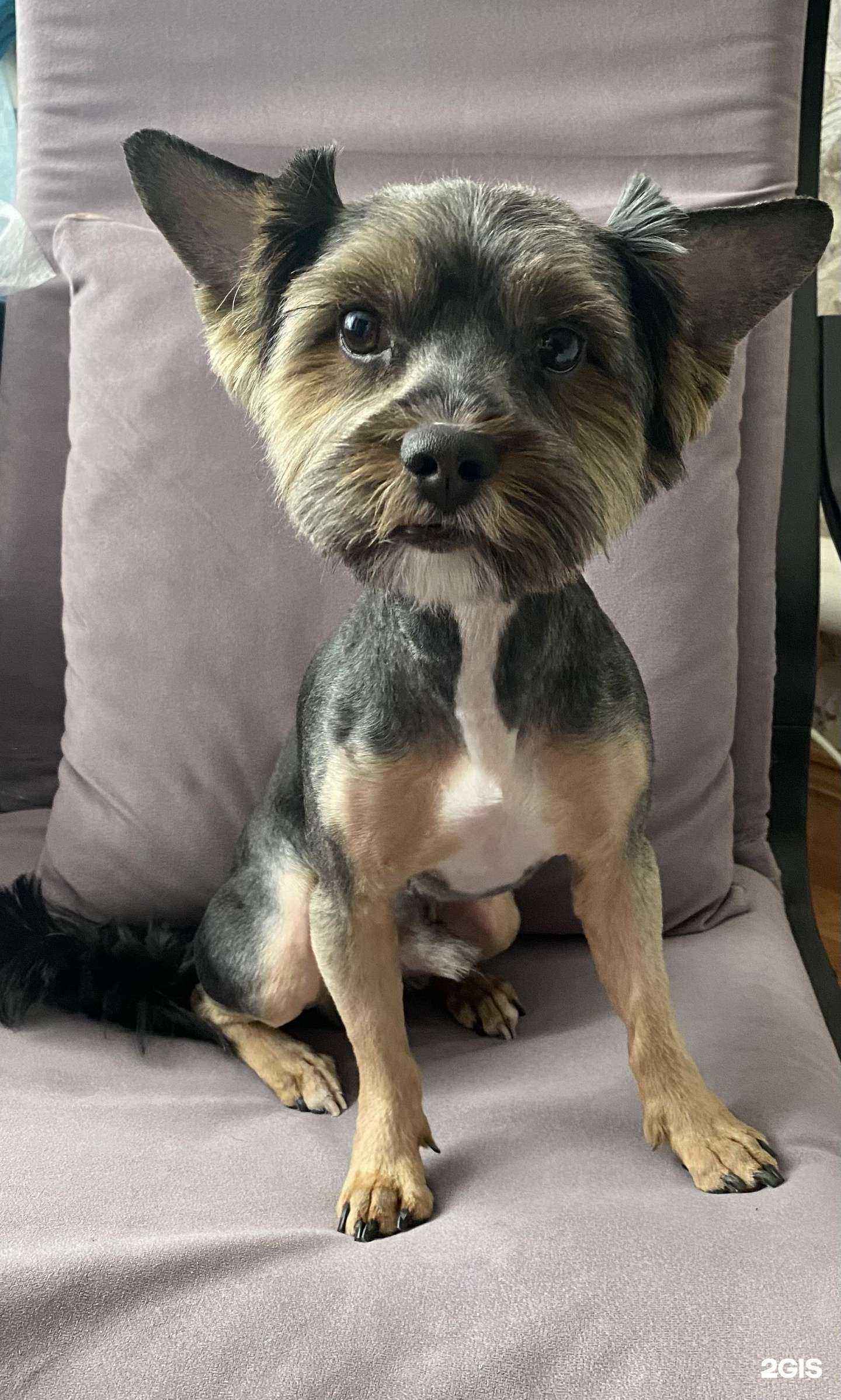 Отзывы на компанию Студия стрижки собак и кошек в г. Уфа c фото