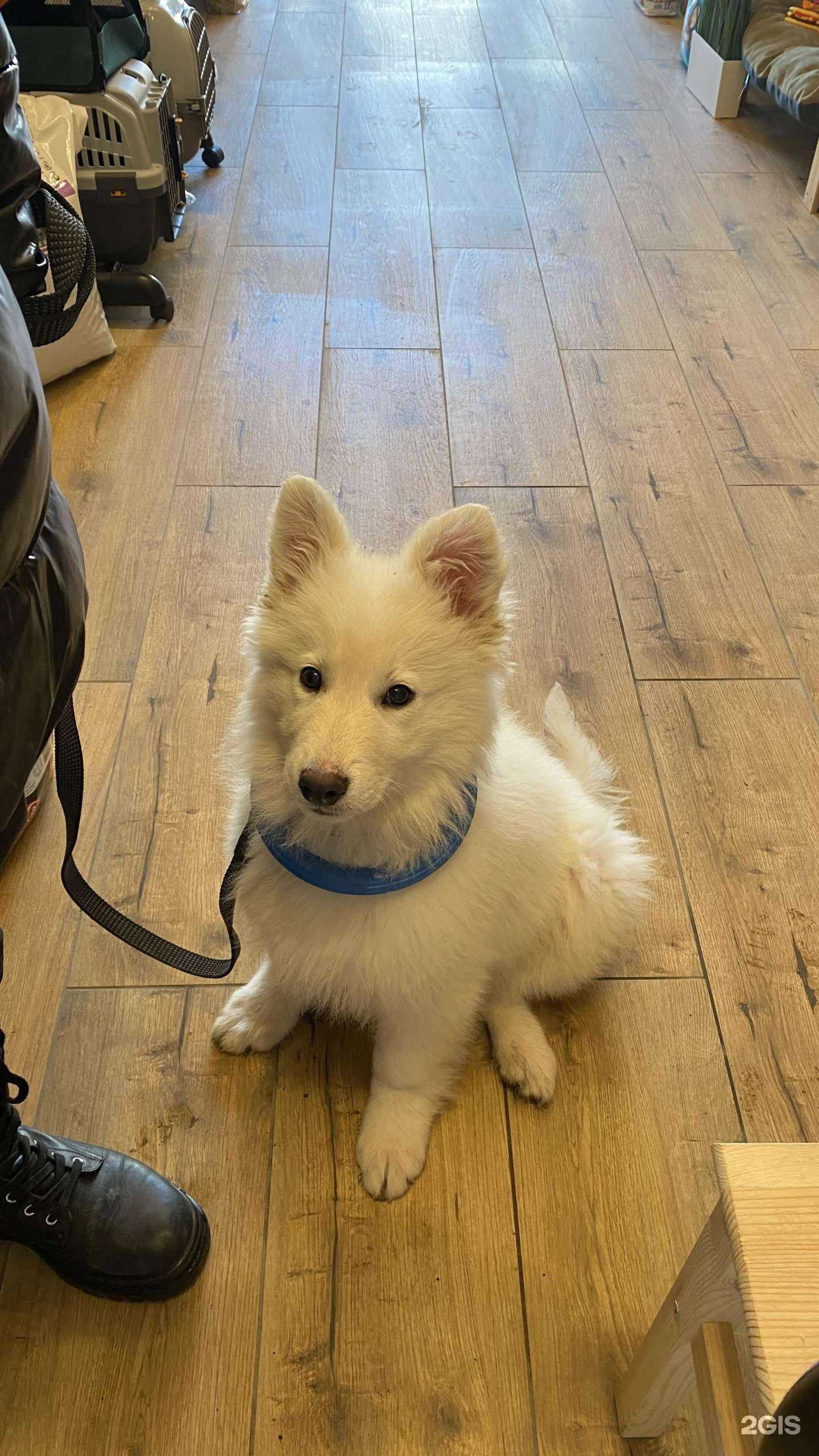 Отзывы на компанию зоо.Точка в Волгограде c фото