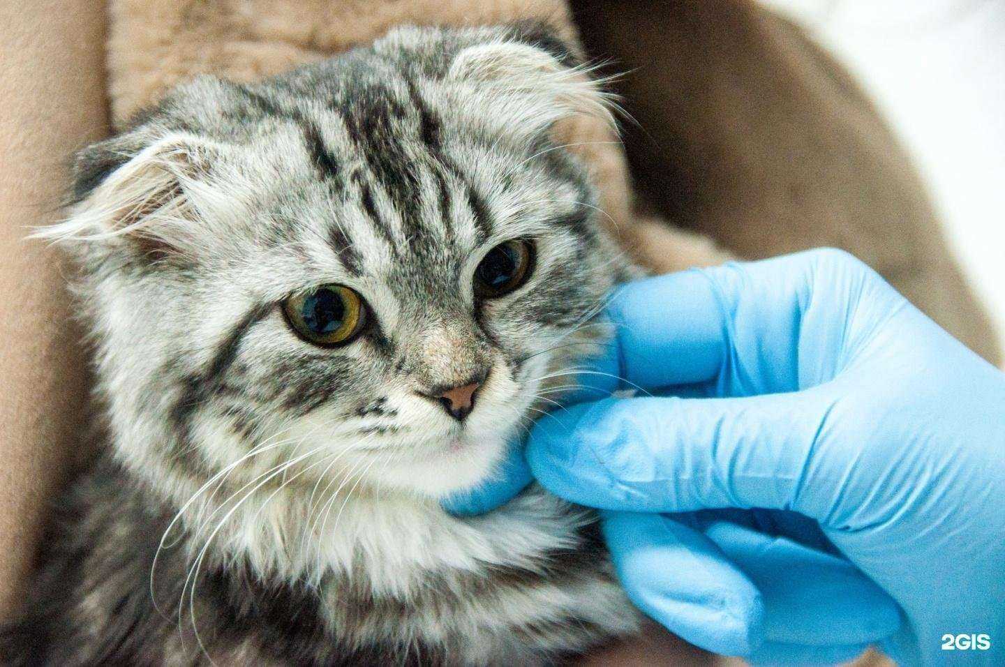 Отзывы на компанию ЗаВЕТный Друг в г. Ростов-на-Дону c фото