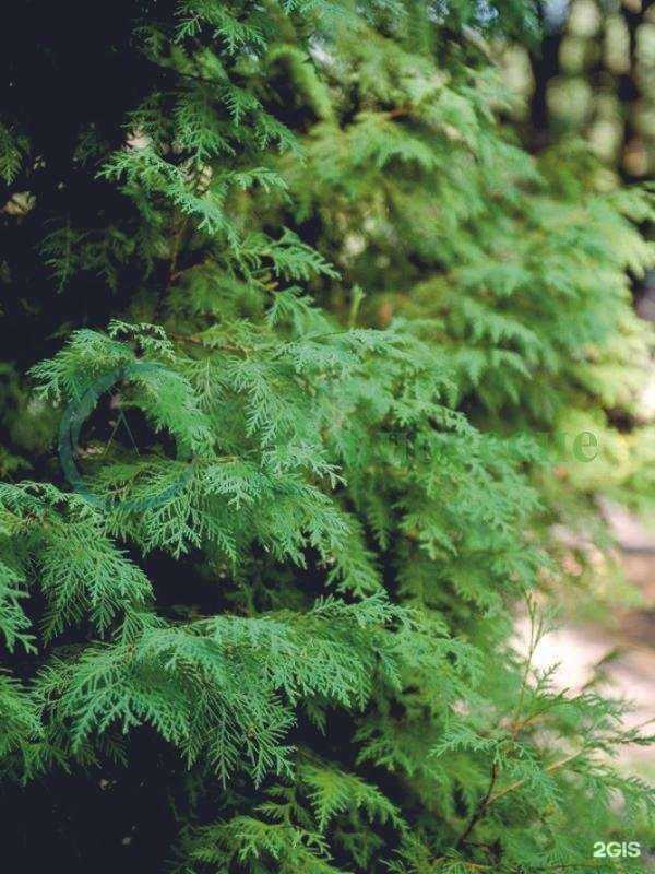 Отзывы на компанию МедЭлит в Ростове-на-Дону c фото