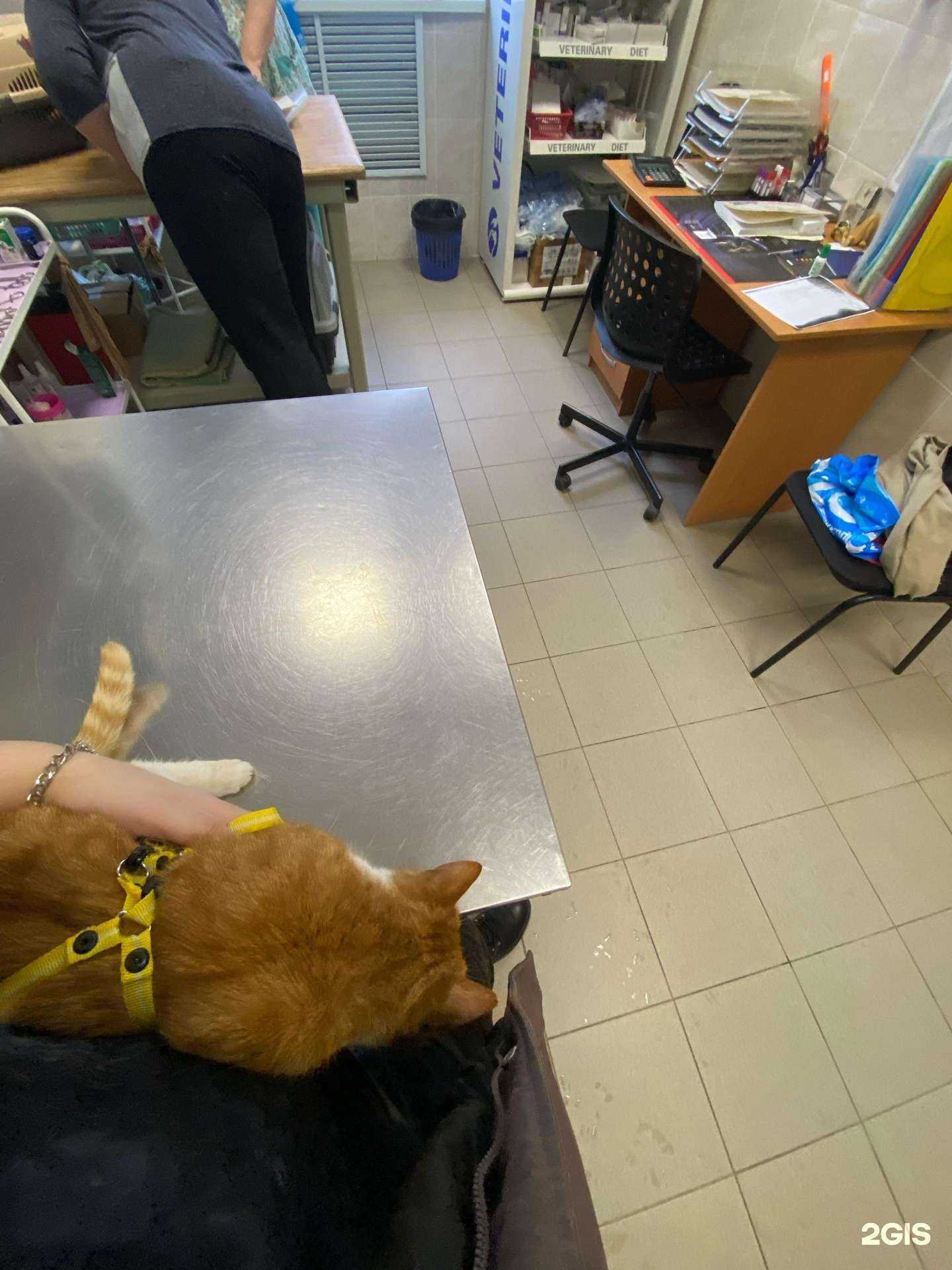 Отзывы на компанию Новгородская городская ветеринарная станция в г. Великий Новгород c фото