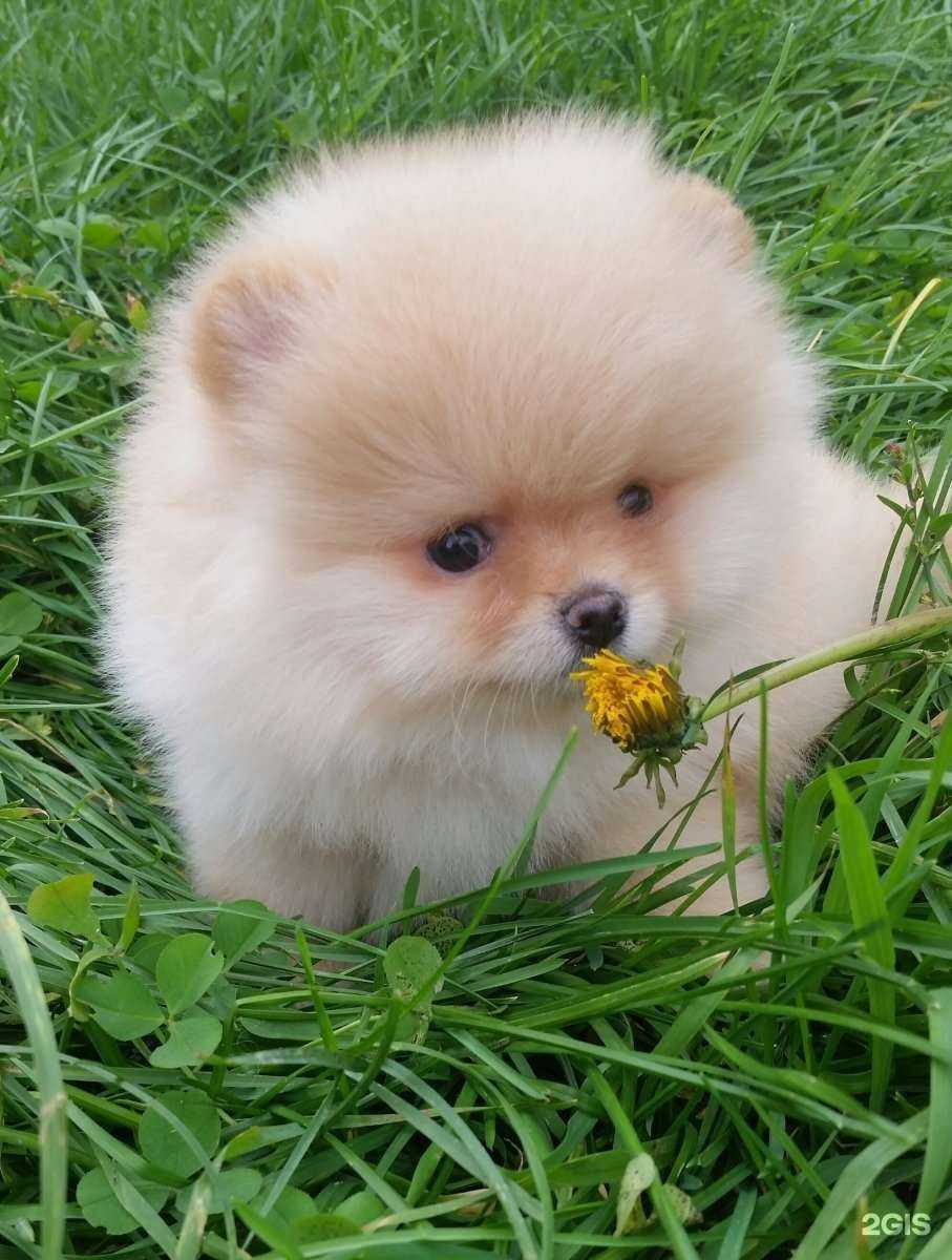 Отзывы на компанию Верные друзья в светлой долине в г. Казань c фото