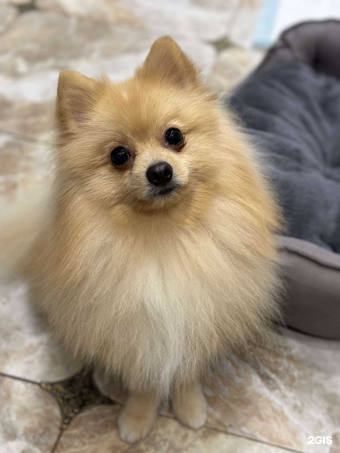 Отзывы на компанию Groom Paws в Балашихе c фото