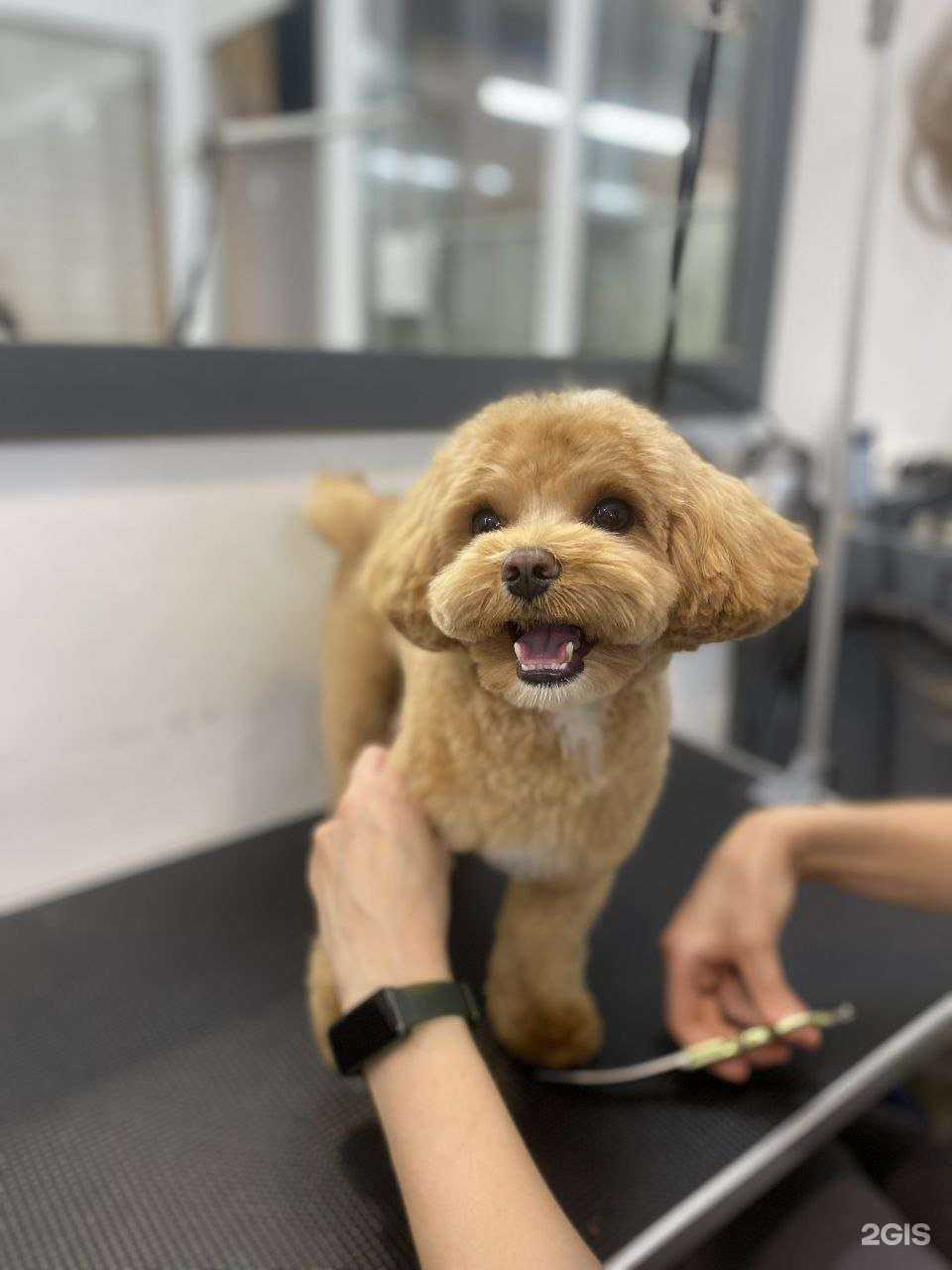 Отзывы на компанию Dog is Dog в Перми c фото