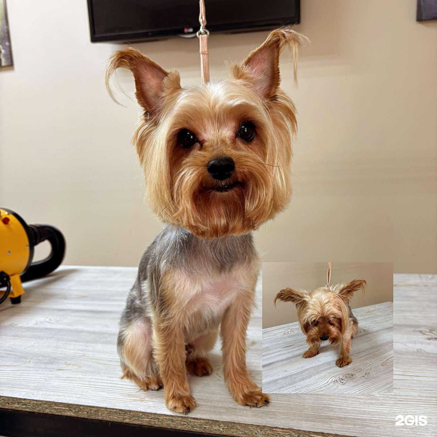 Отзывы на компанию Бадди в Хабаровске c фото