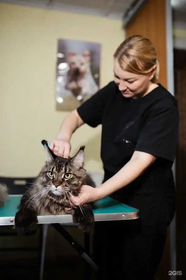 Отзывы на компанию Цацагрум в г. Новосибирск c фото