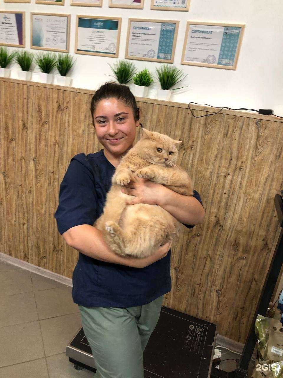 Отзывы на компанию Виквет в Краснодаре c фото